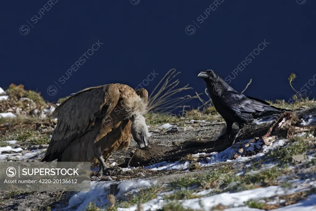 Eurasian Griffon Vulture and common raven (Corvus corax) (Gyps fulvus). Ordesa y Monte Perdido National Park - Pyrenees - Spain.