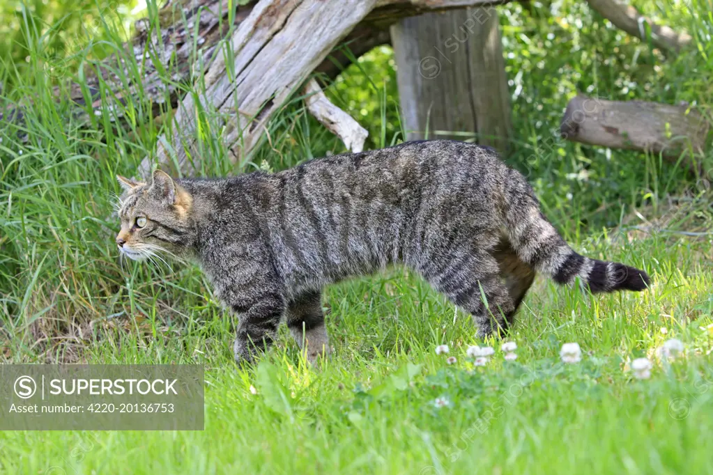 Wild Cat  (Felis silvestris)