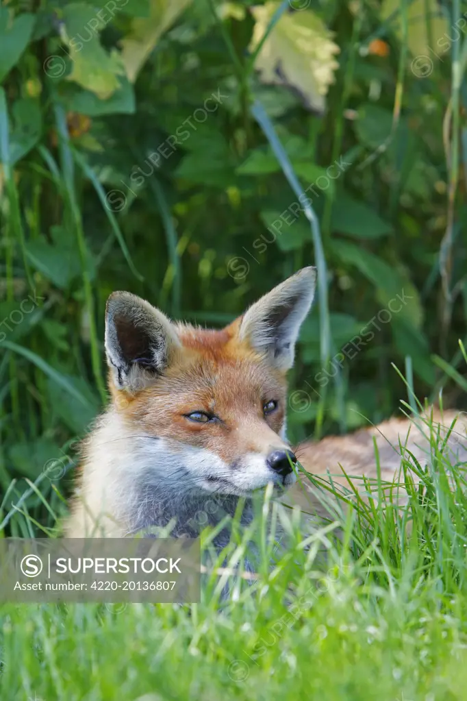 Red Fox  (Vulpes vulpes)