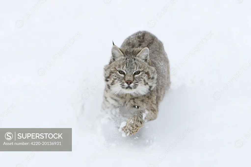 Bobcat - running through snow.  (Lynx rufus). Montana - USA.