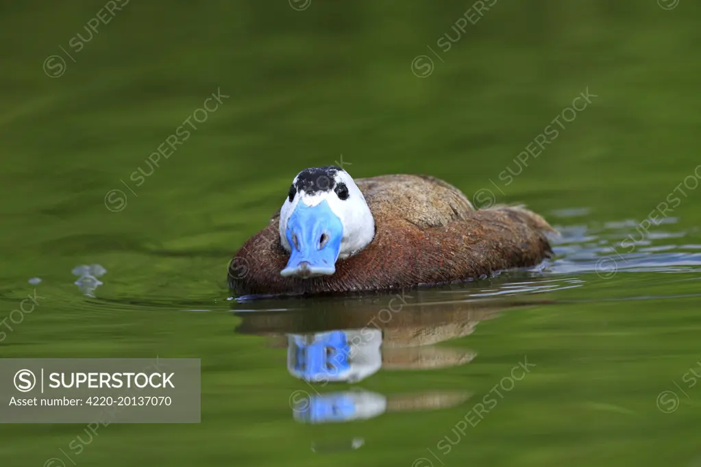 Ruddy Duck. (Oxyura jamaicensis). Pensthorpe - Norfolk - UK.