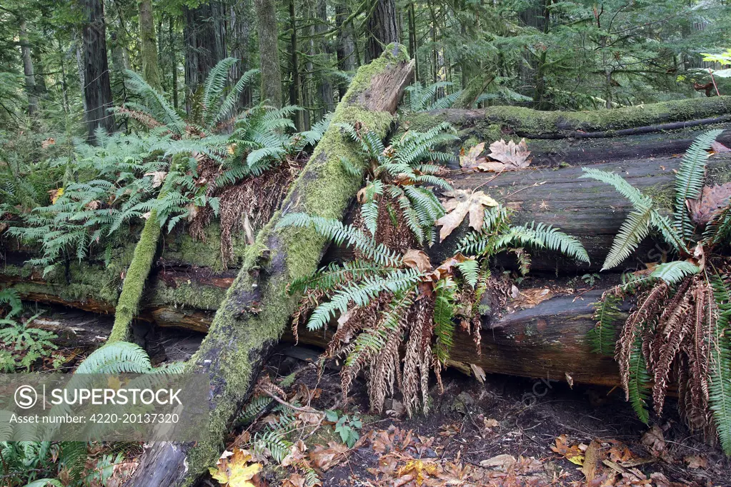 Temperate rainforest - ferns &amp; fallen tree trunk. Cathedral Grove Princess Royal Island - British Columbia - Canada.