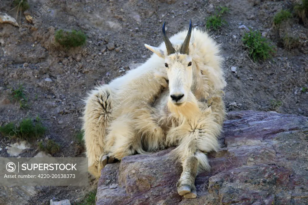 Mountain Goat (Oreamnos americanus). Montana - USA.