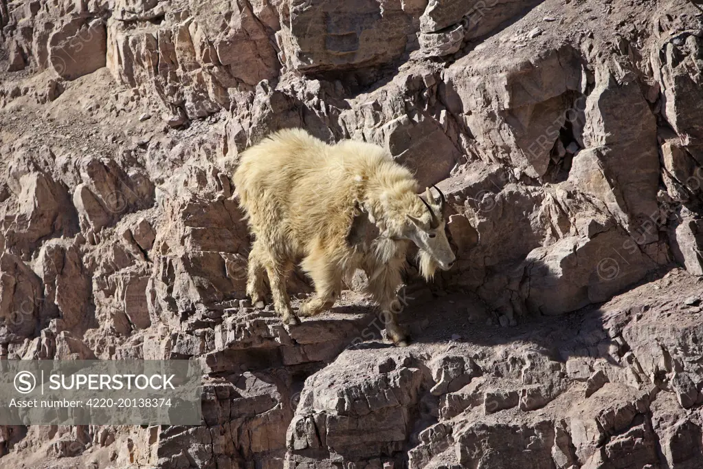Mountain Goat - climbing on rocks (Oreamnos americanus). Montana - USA.