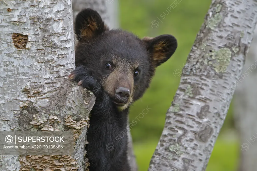 North American Black Bear - Spring cub 4 months climbing tree for security (Ursus americanus). Minnesota - United States.