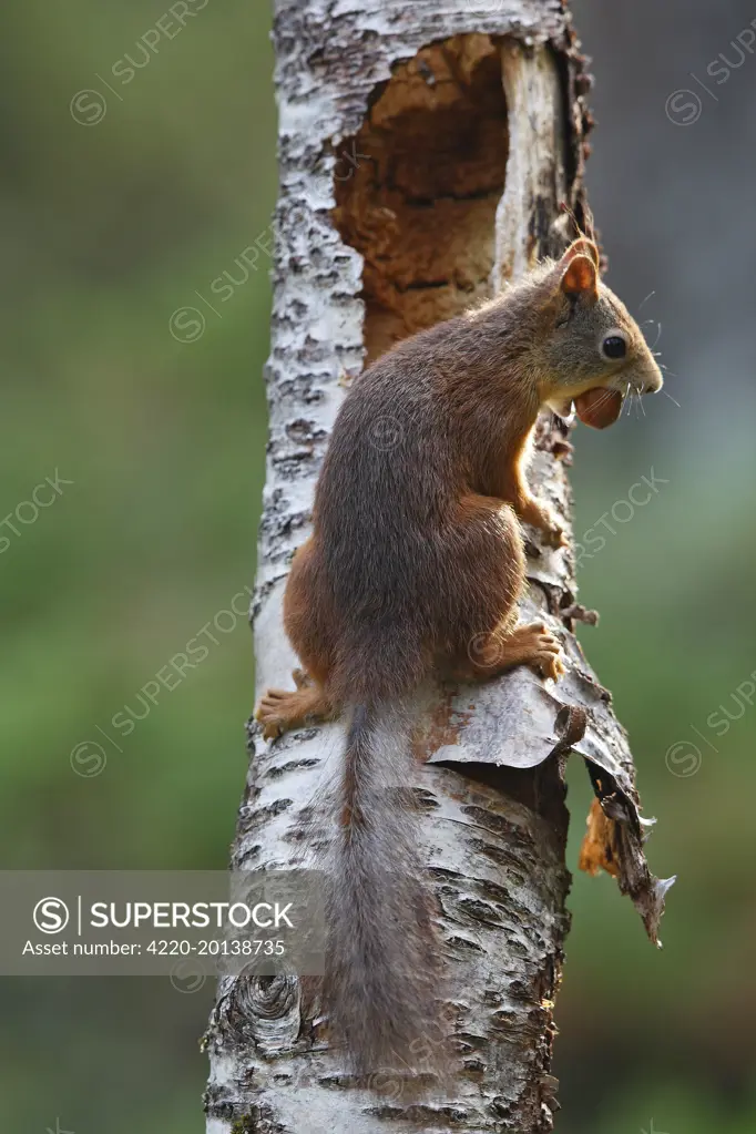 Red Squirrel (Sciurus vulgaris). Scottish Moor - Aviemore - Scotland.