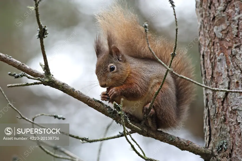 Red Squirrel (Sciurus vulgaris). Scottish Moor - Aviemore - Scotland.
