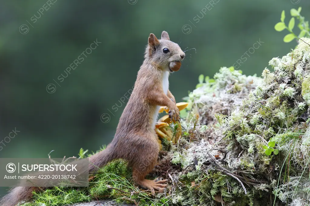 Red Squirrel - eating nut (Sciurus vulgaris). Scottish Moor - Aviemore - Scotland.