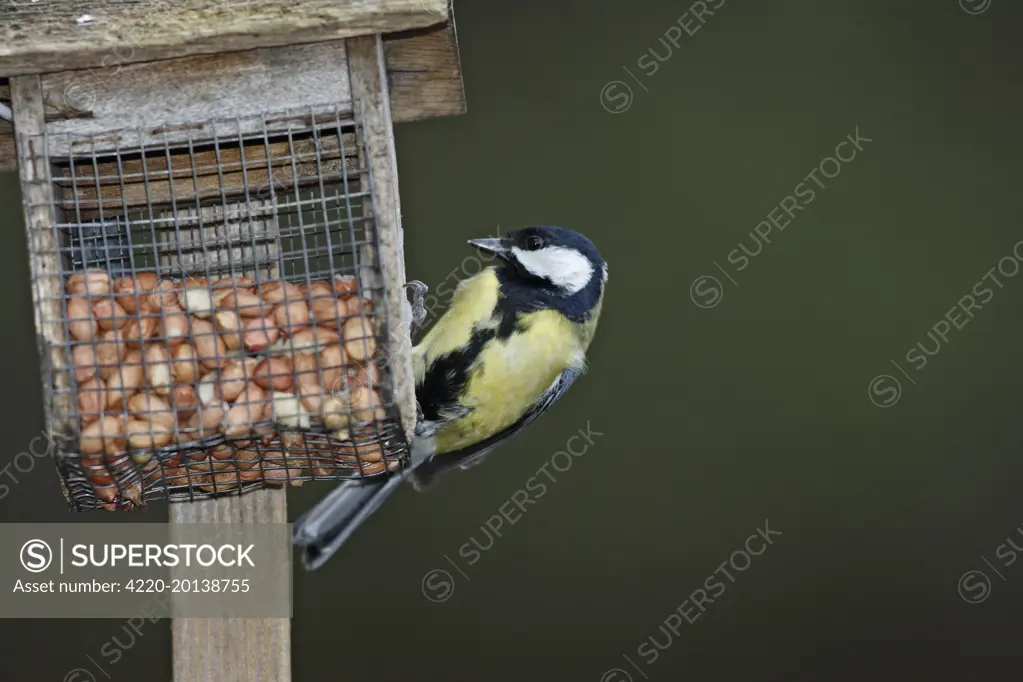 Great Tit at the feeding station (Parus major). Scotland.