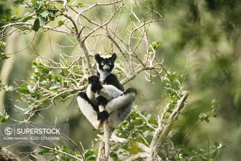 Indri (Indri indri). Perinet Indris Reserve, Madagascar.