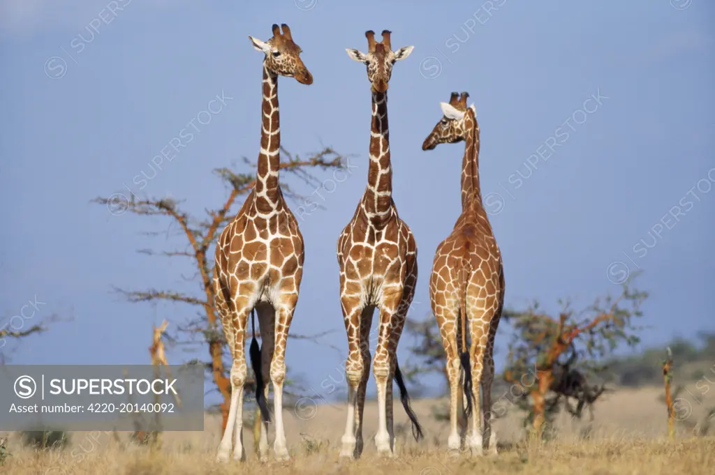 Reticulated GIRAFFES x three (Giraffa camelopardalis reticulata). Kenya, Africa.