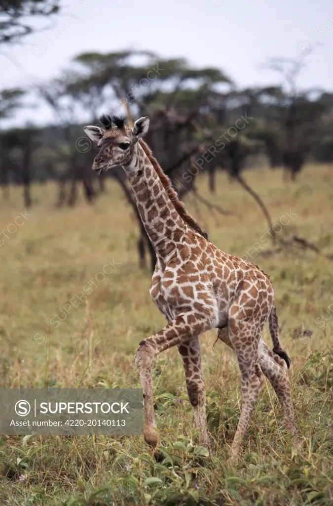 BABY GIRAFFE - WALKING (Giraffa camelopardalis). Maasai Mara, Africa.