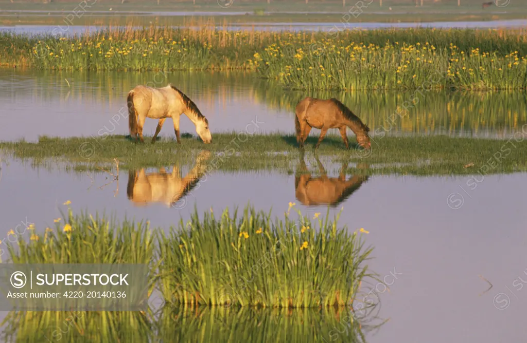 Spain - Horses in marsh,. Coto Donana National Park. Southwestern Spain.