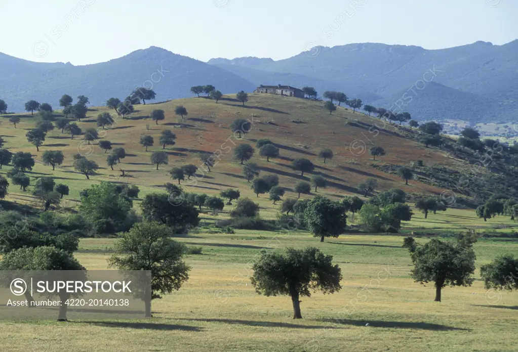 SPAIN - landscape. La Dehesa, Extremadura. Spain.