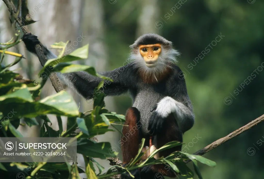 Douc Langur Monkey / Red-shanked Douc (Pygathrix nemaeus   ). Asia. Distribution: Vietnam, Laos, Cambodia.