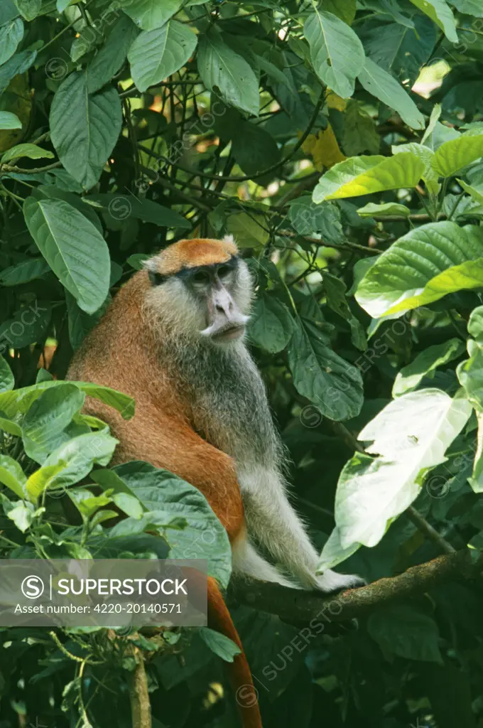 PATAS MONKEY - SITS ON BRANCH (Erythrocebus patas). Africa.