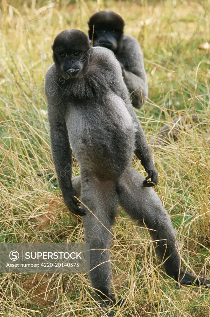 Humboldt&#x573; Woolly / Brown-headed MONKEY - two standing, walking upright (Lagothrix lagotricha). aka Wooly Monkey.