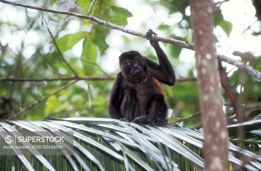 Guatemalan Howler Monkey (Alouatt villosa). Guatemala.