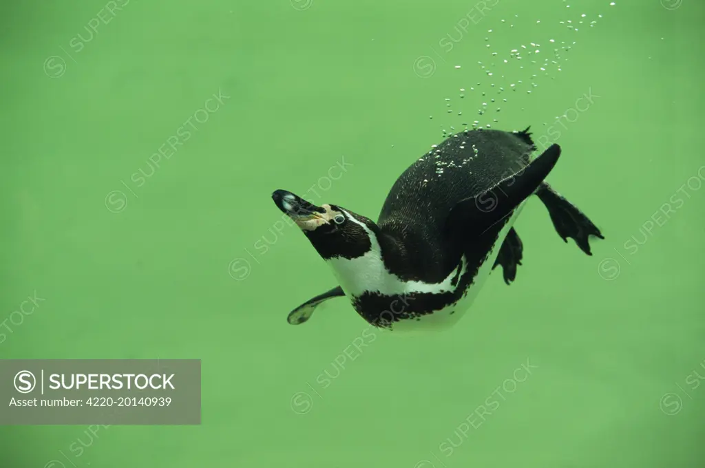 Humboldt / Peruvian PENGUIN - swimming (Spheniscus humboldti)