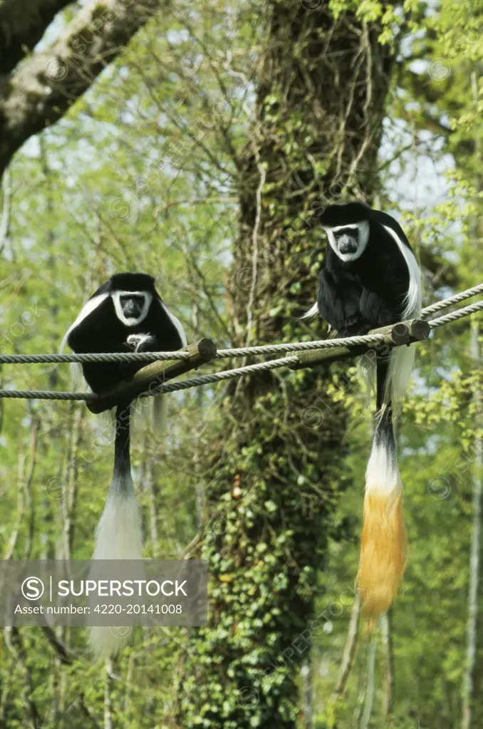 Black and White Colobus Monkey / Guereza Monkey - pair (Colobus guereza)