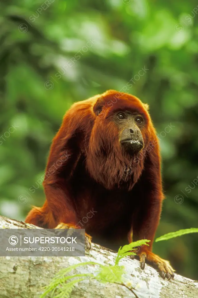 Red Howler Monkey  (Alouatta seniculus)