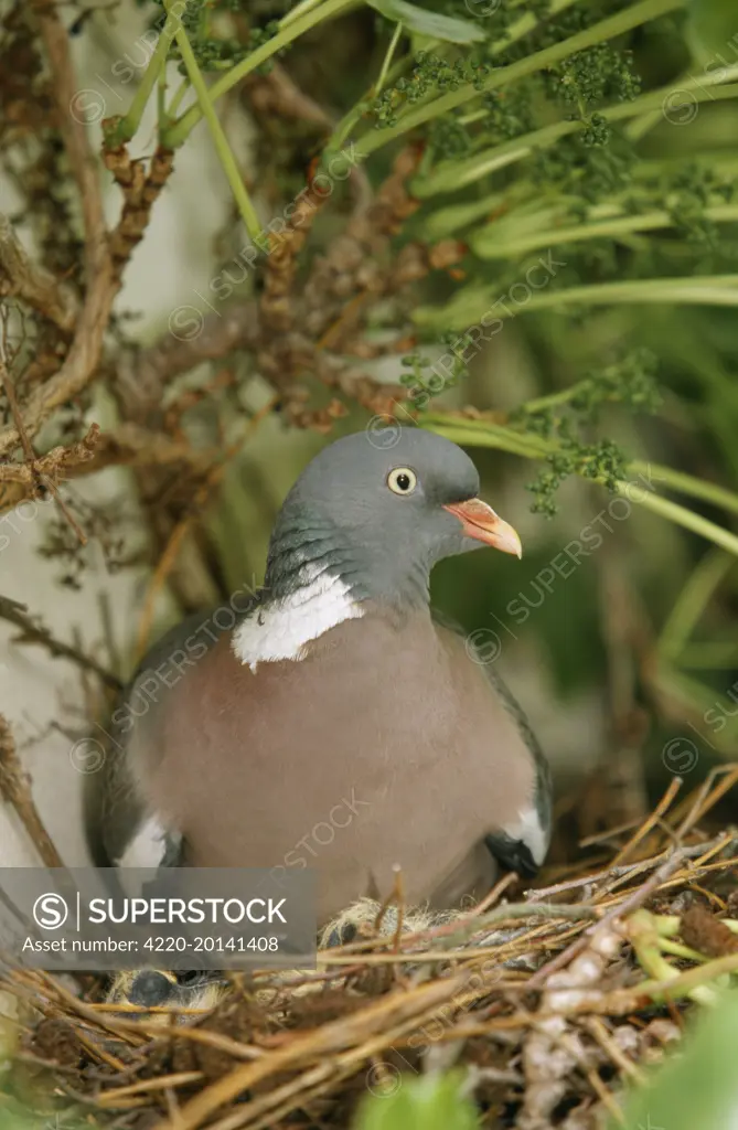 Woodpigeon - on nest (Columba palumbus)