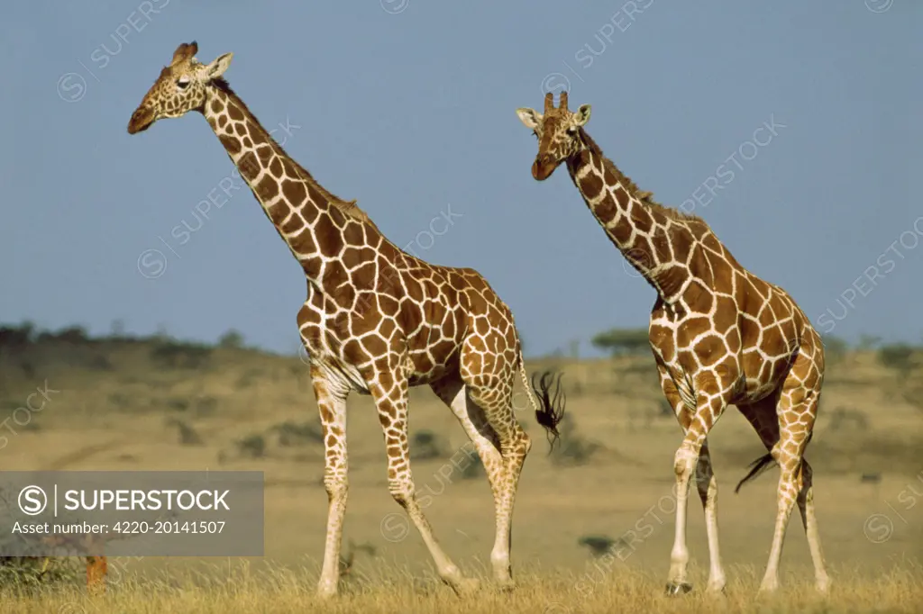 RETICULATED GIRAFFE - x two (Giraffa camelopardalis reticulata)
