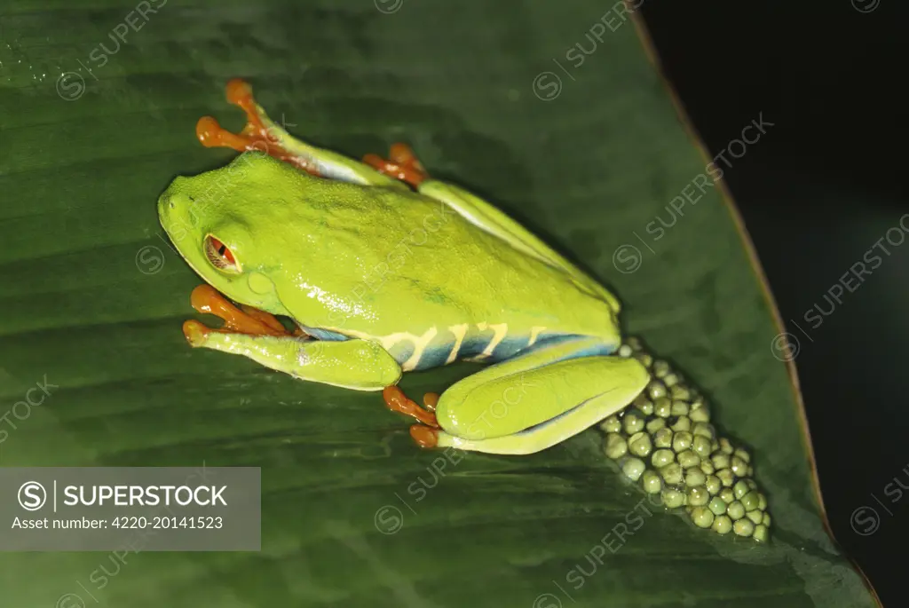 Red-eyed Treefrog / Gaudy Leaf Treefrog - with eggs, sitting on lily pad (agalychnis callidryas). Central America.
