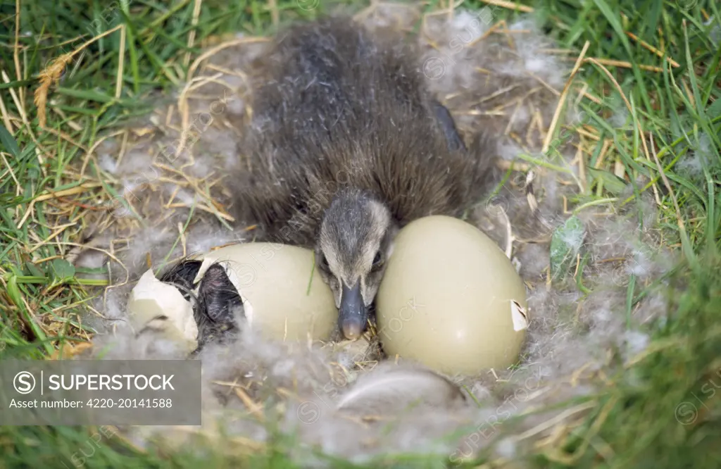 Eider DUCK - duckling in nest with eggs  X2 (Somateria mollissima)
