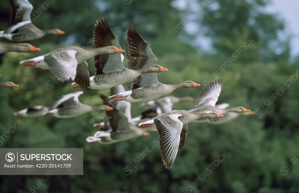 Greylag GOOSE - flock in flight (Anser anser)