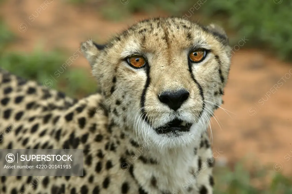 Cheetah  (Acinonyx jubatus). Namibia, Africa.