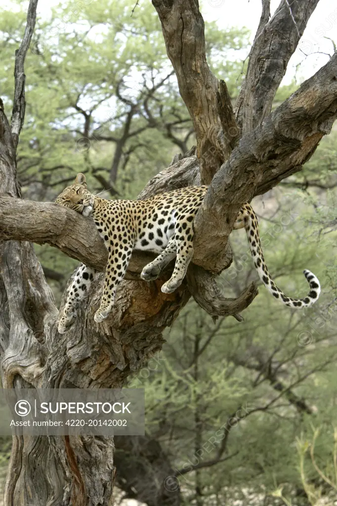 Leopard - in tree (Panthera pardus). Namibia, Africa.