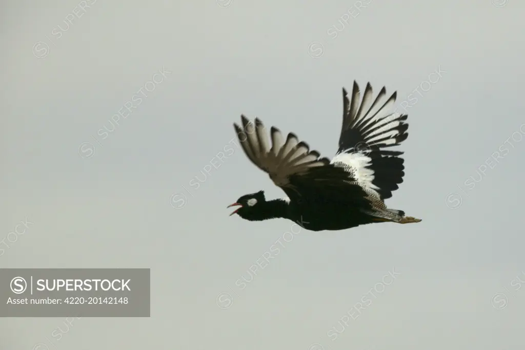 Northern Black Korhaan - flight (Eupodotis afra). Namibia, Africa.