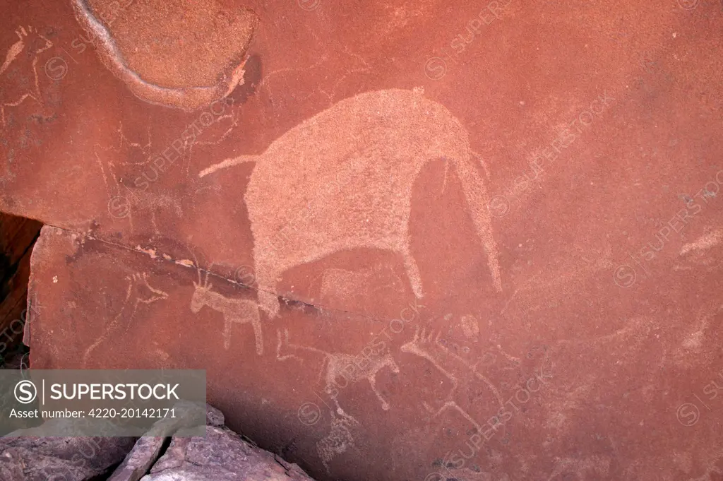 NAMIBIA - Rock engraving of elephant. Twyfelfontein, Africa. Betweeen -5600 BC et _2500 BC.