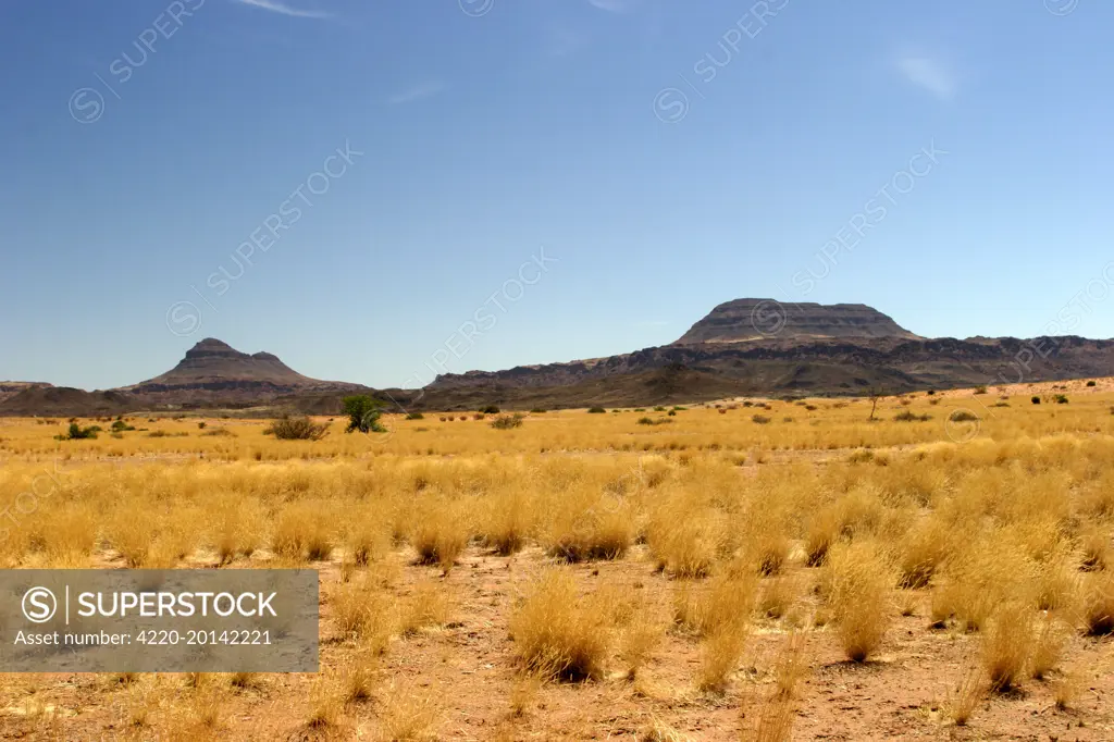 Africa - Damaraland. Dry grass landscape. Near Khorixas, Namibia.