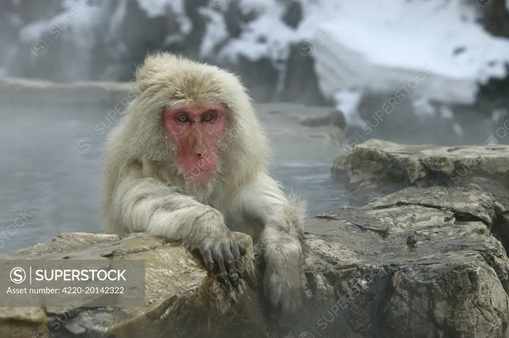 Japanese Macaque / Snow Monkey (Macaca fuscata). Relaxing amidst the steam of a hot spring. Japan.