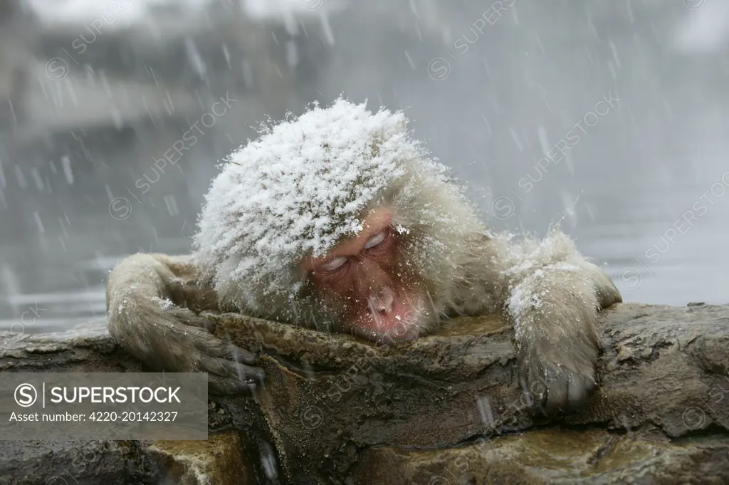 Japanese Macaque / Snow Monkey in snow storm (Macaca fuscata). Sleeping in hot spring. Japan.
