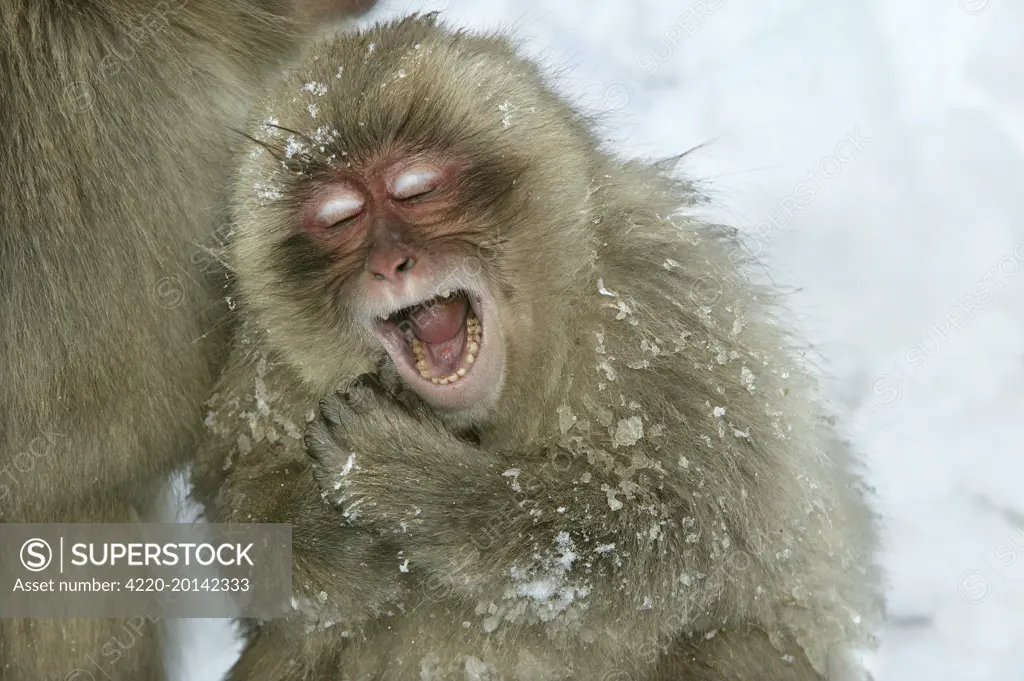 Japanese Macaque / Snow Monkey - young, yawning. (Macaca fuscata). In snow. Japan.