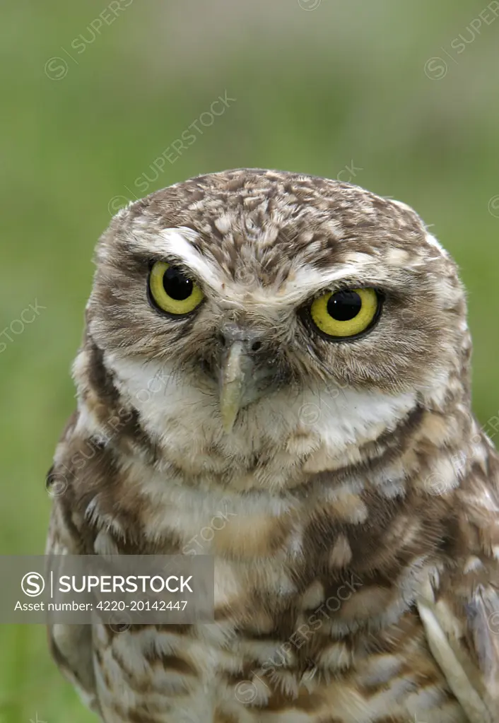 Burrowing Owl  (Speotyto cunicularis). Llanos, Venezuela.