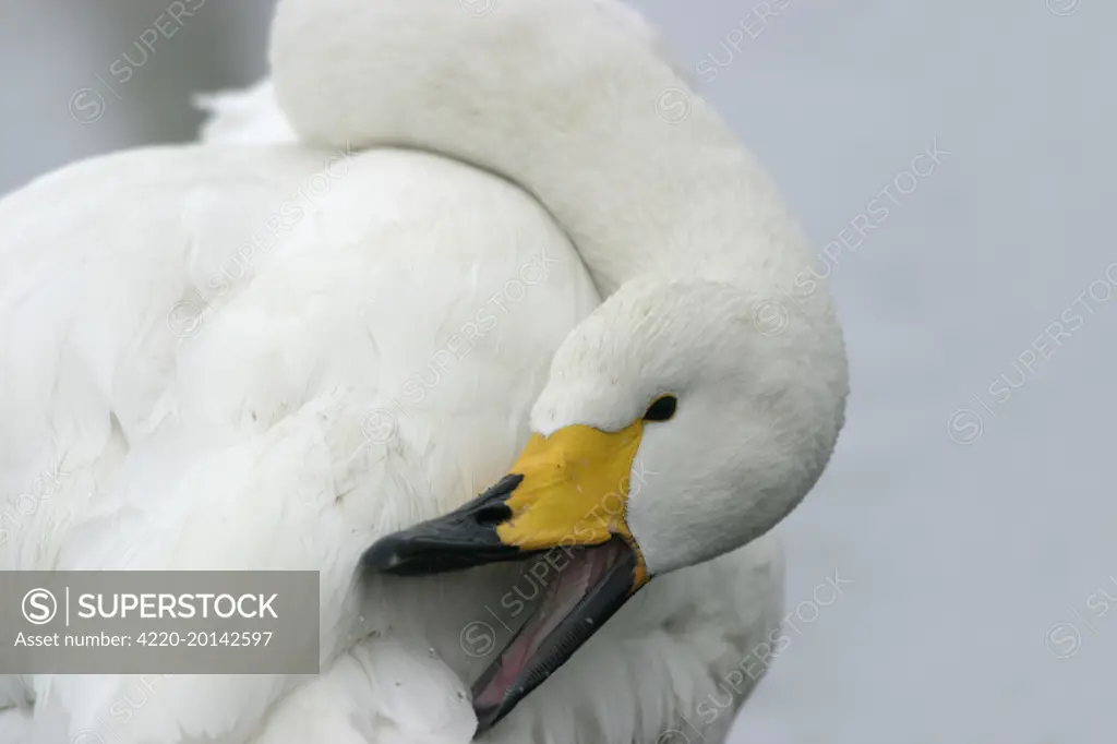 Whooper Swan - preening, using oil gland (Cygnus cygnus). Lake Kushiro, Hokkaido, Japan.