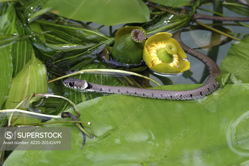 Grass Snake - swimming (Natrix natrix)