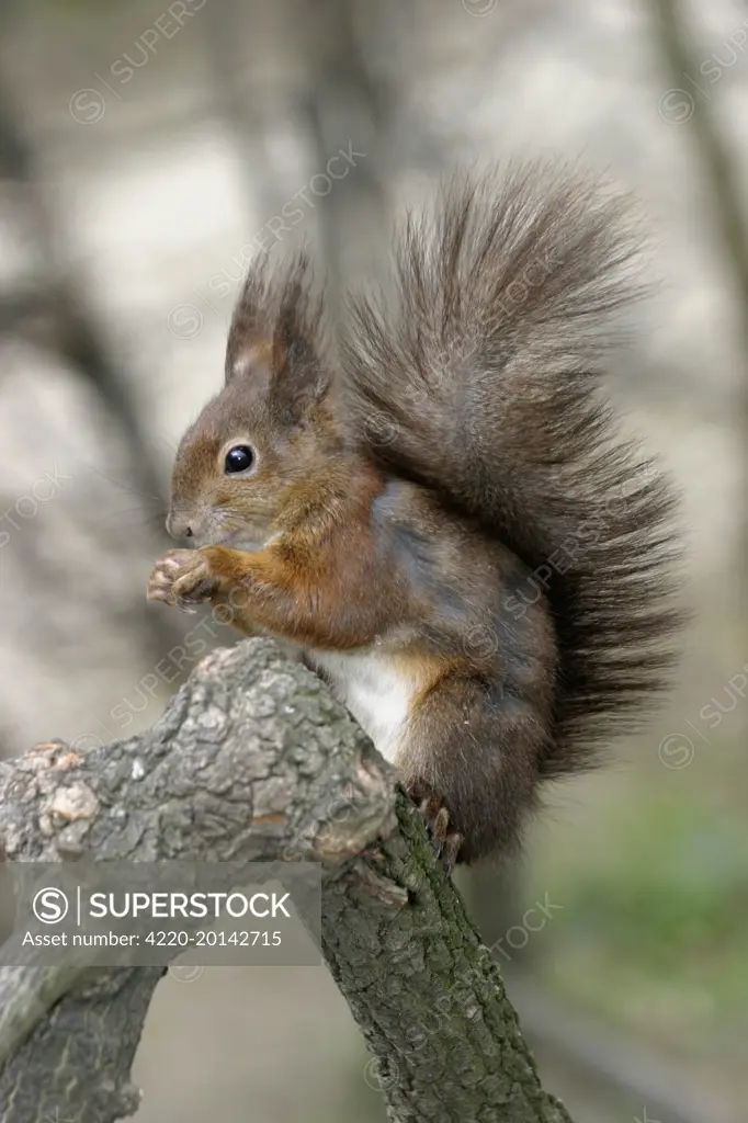 Red squirrel - feeding (Sciurus vulgaris)