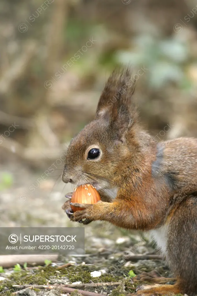 Red squirrel - feeding (Sciurus vulgaris)