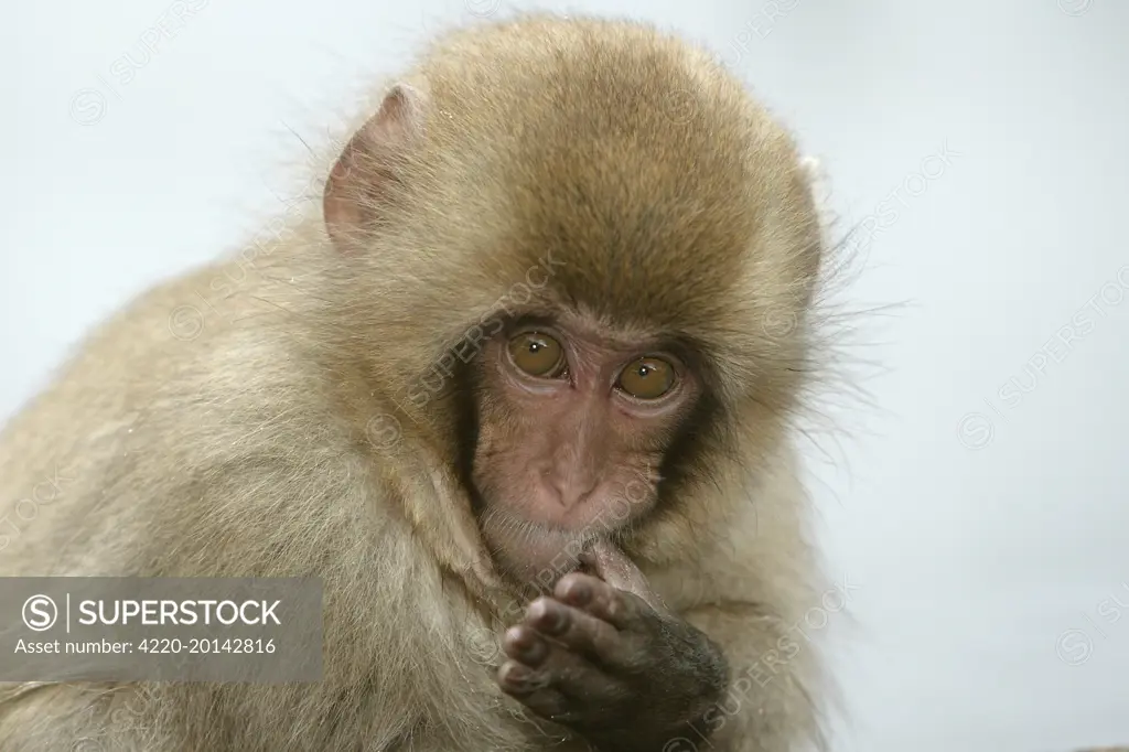Japanese Macaque Monkey (Macaca fuscata). Hokkaido, Japan.