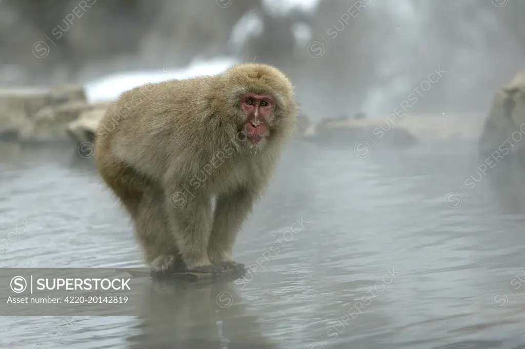Japanese Macaque Monkey - standing on rock in middle of hot springs. (Macaca fuscata).  Hokkaido, Japan.