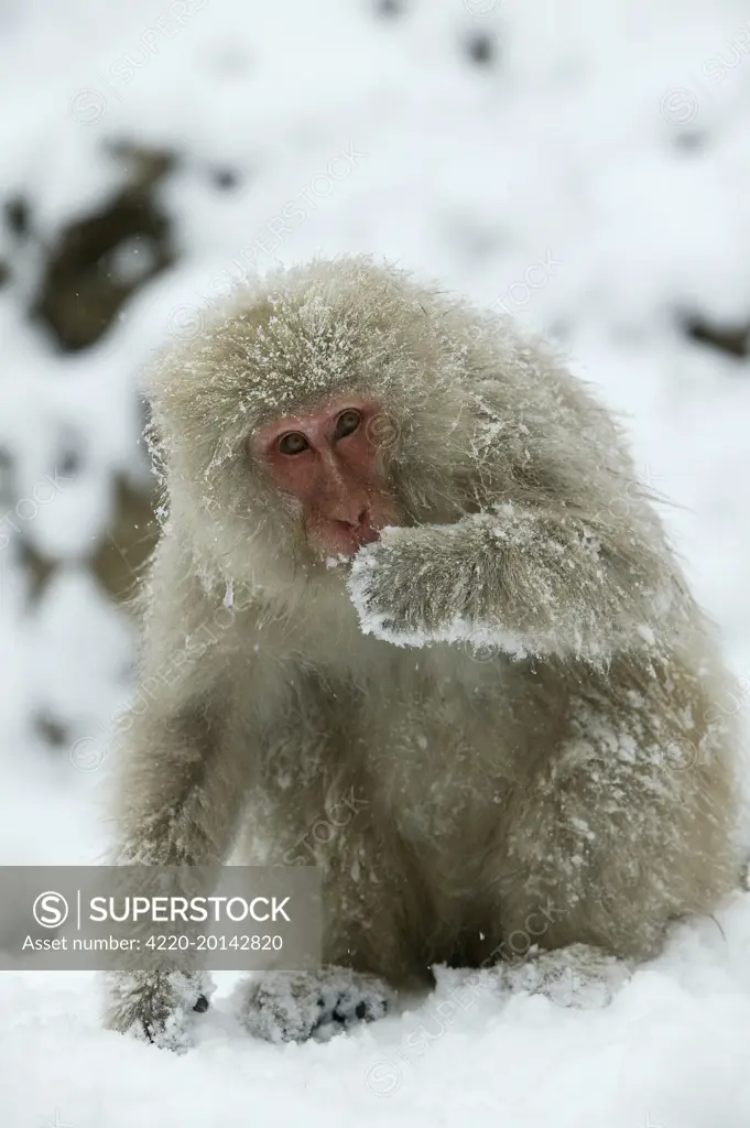 Japanese Macaque Monkey - sitting in snow. (Macaca fuscata). Hokkaido, Japan.