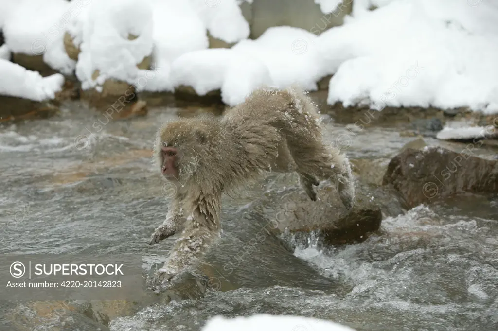 Japanese Macaque Monkey - leaping across river (Macaca fuscata). Hokkaido, Japan.