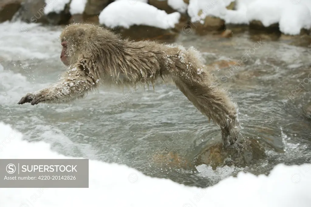 Japanese Macaque Monkey - leaping across river. (Macaca fuscata). Hokkaido, Japan.