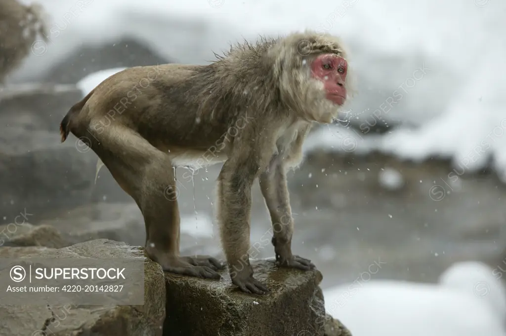 Japanese Macaque Monkey -  wet, having got out of hot springs (Macaca fuscata). Hokkaido, Japan.