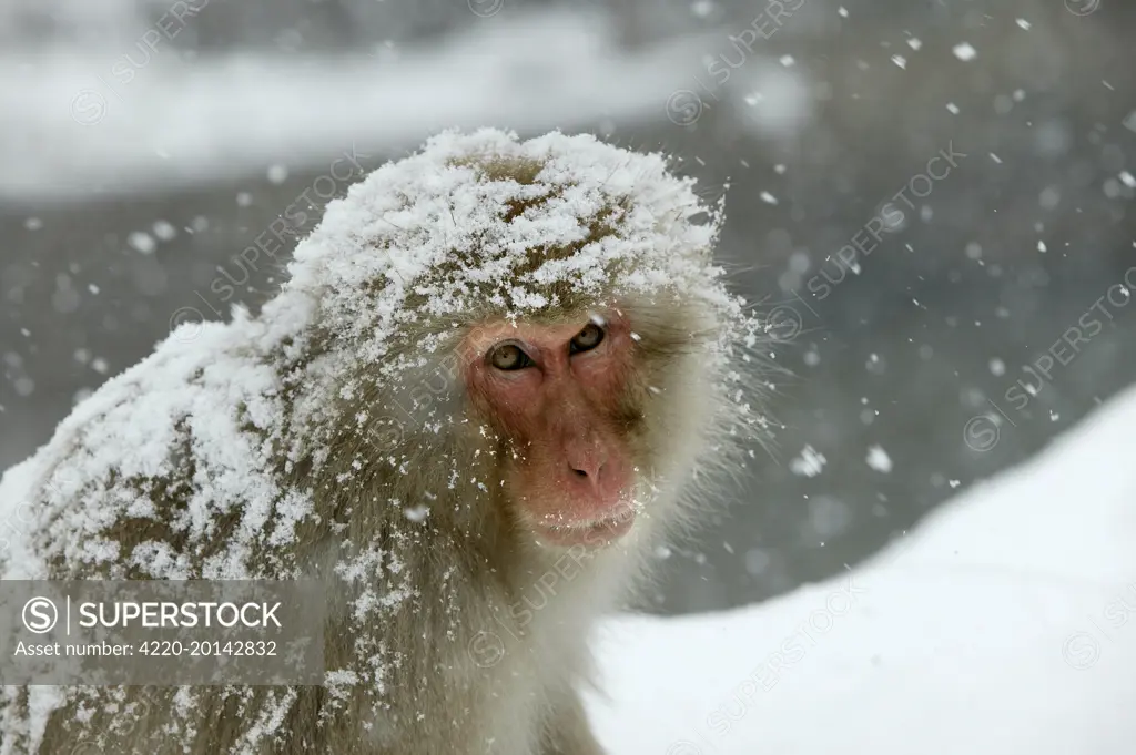 Japanese Macaque Monkey - covered in snow. (Macaca fuscata). Hokkaido, Japan.
